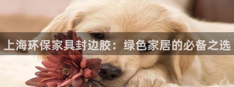 杏耀平台注册流程：上海环保家具封边胶：绿色家居的必备之选